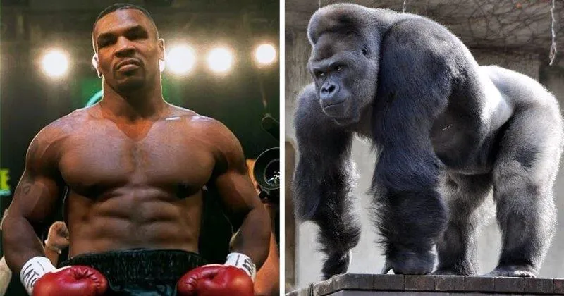 image_67886b998d44d Mike Tyson’s Wildest Proposal: $10,000 to Fight a Gorilla?!